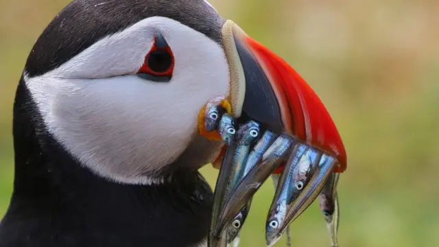 Нортамберлендский тупик.