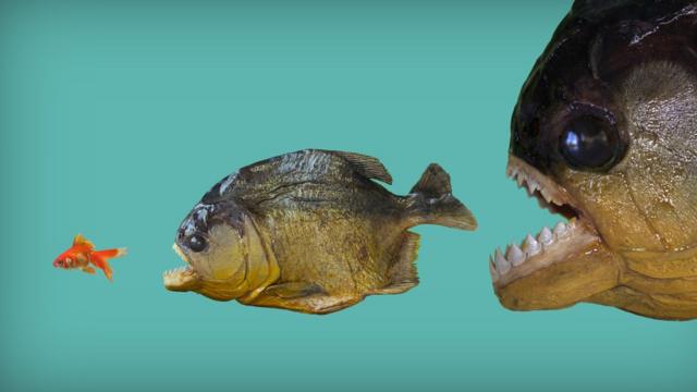 Duas piranhas com a boca abertaroleta free onlinedireção a peixe pequeno