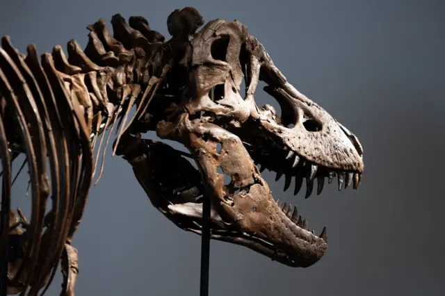 dinosaurus, aukcija