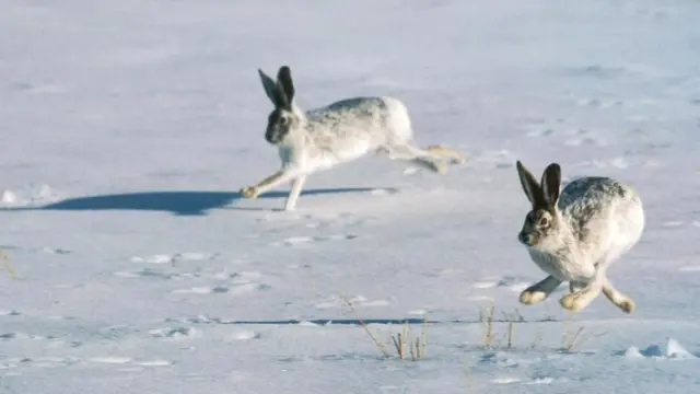 Лучшие прыгуны на Земле? Нет, не блохи - BBC News Русская служба