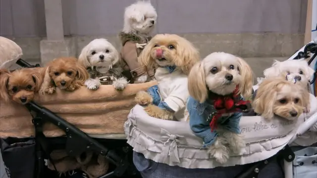 Perros en la Feria de Mascotas de Yokohama.