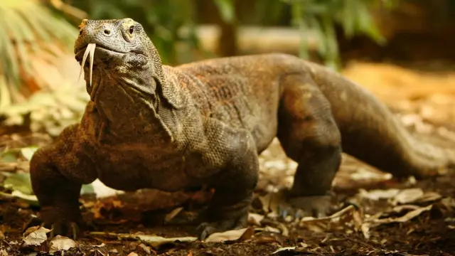 Komodo Ejderı