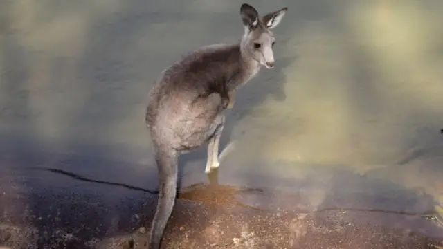 Убегая от хищников, кенгуру могут спасаться в воде