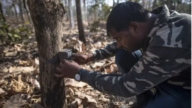 वाघ, वाघीण, प्राणी, जंगलं, पर्यावरण, भारत, महाराष्ट्र, यवतमाळ