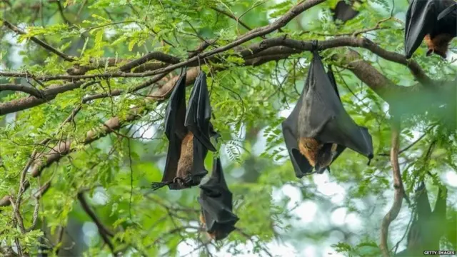 పర్యావరణాన్ని పరిరక్షించడంలో గబ్బిలాలు ముఖ్య పాత్ర పోషిస్తాయి