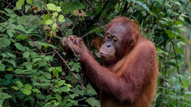 Орангутанг в Джерсийском зоопарке.