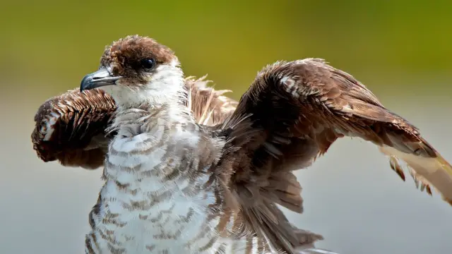 ஆர்டிக் ஸ்குவா