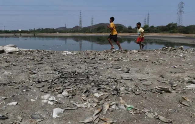 મરેલી માછલીઓ