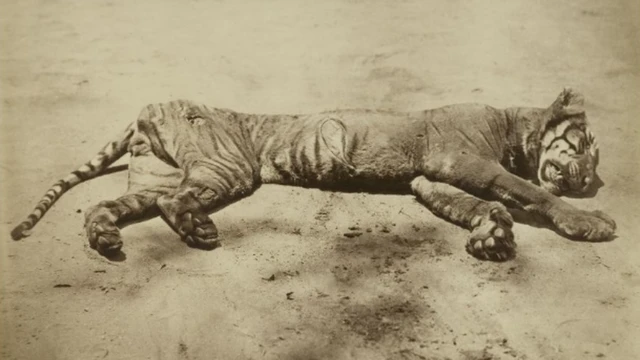 Harimau tewas di Jawa zaman penjajahan Belanda.