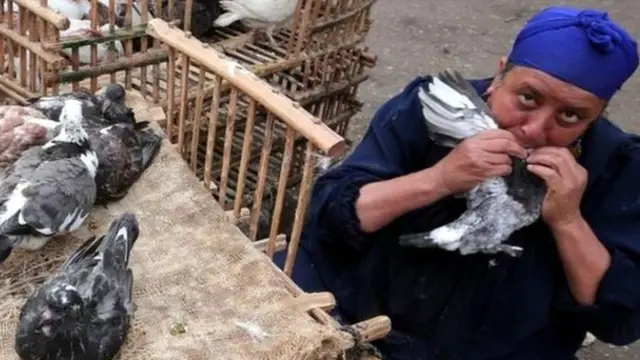 إنفلونزا الطيور