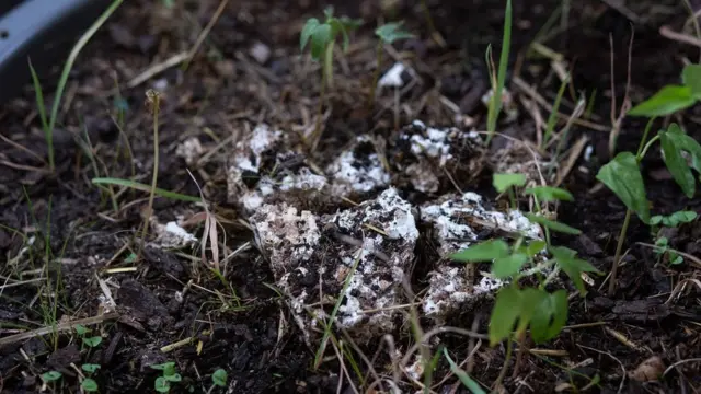 Biosporin i degradacija