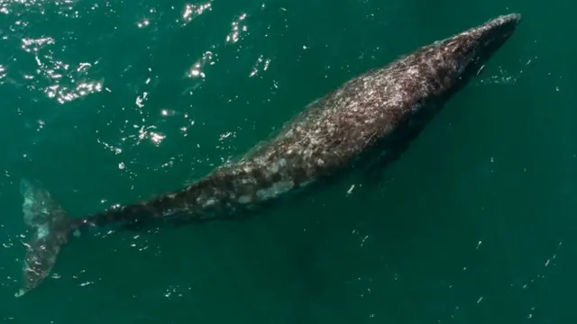 Wata dabbar ruwa ta whale