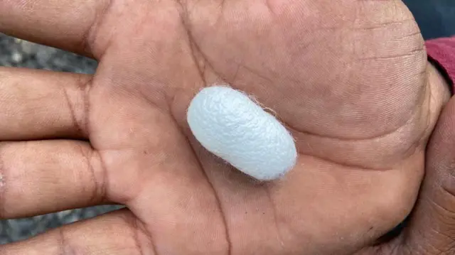 रेशीम कोष