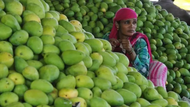 કેસર કેરી, ઉનાળો, ફળ