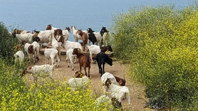 పచ్చగడ్డిని మేస్తోన్న మేకల మంద