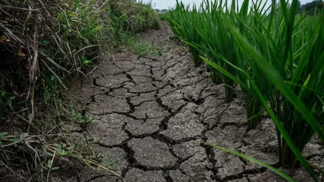 په کم اوبو سیمو کې بزګران د وریجو داسې ډولونه غواړي چې په لږو اوبو سره ښه حاصل ورکړي
