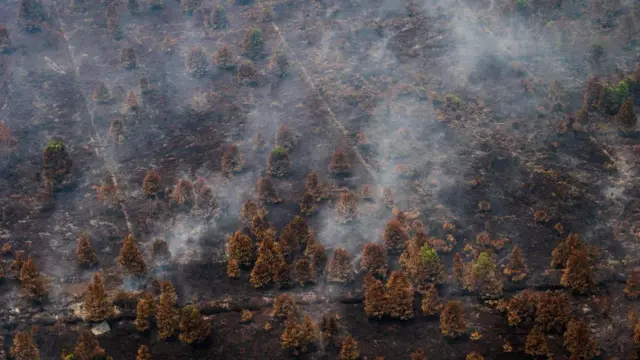 Kebakaran lahan gambut