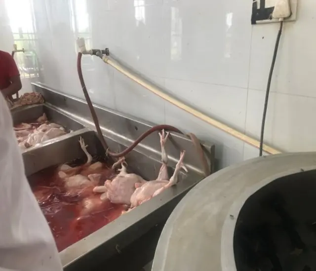 सफा गरिँदै कुखुराको मासु