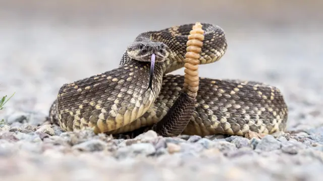 அமெரிக்கா, ரேட்டில்ஸ்னேக், நச்சுப்பாம்பு