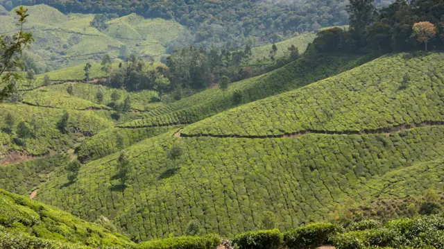 மூணார் தேயிலை தோட்டம்