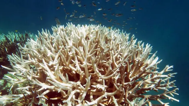 Кораллы Большого Барьерного рифа