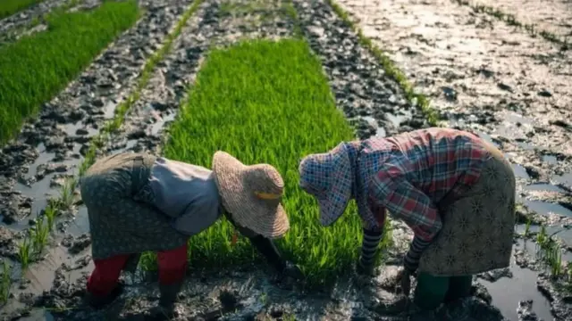 စပါးစိုက်ခင်း