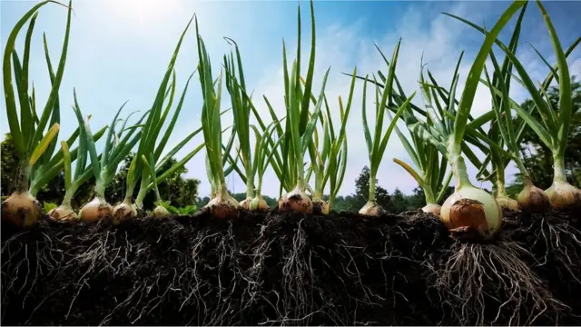 Les fragments de plastique semblent s'accumuler surtout dans les racines des plantes, ce qui est particulièrement problématique pour les tubercules et les légumes-racines.