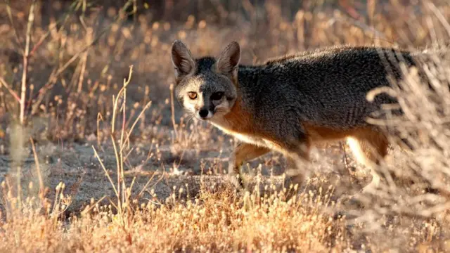 Серая лисица