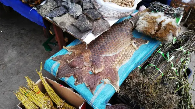 La peau de pangolin en vente dans un marché de Birmanie