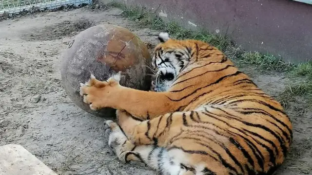 Тигр Кан в Познаньском зоопарке
