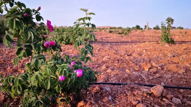 الوردة الدمشقية