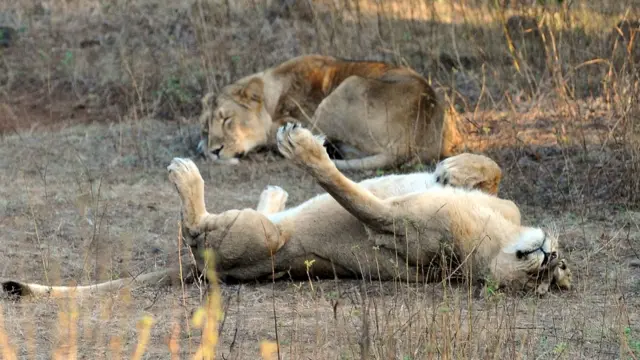 પ્રતીકાત્મક તસવીર