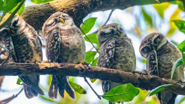 பிபிசி தமிழ் நேயர்களின் மெய்சிலிர்க்க வைக்கும் வன உயிரின படங்கள்