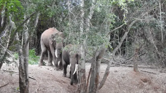 ఏనుగులు