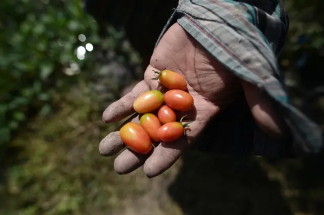 มะเขือเทศ