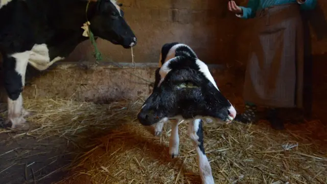 Животные с двумя головами в природе встречаются редко