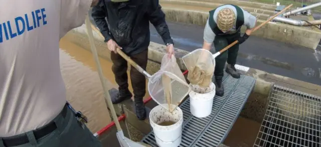 Cinco millones de crías de salmón tuvieron que ser evacuadas del lago Oroville para protegerlas de las consecuencias de la erosión del desagüe de emergencia de la represa.