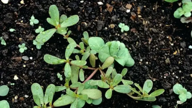 લૂણીની ભાજી