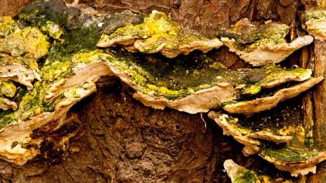 Грибы на стволе дерева