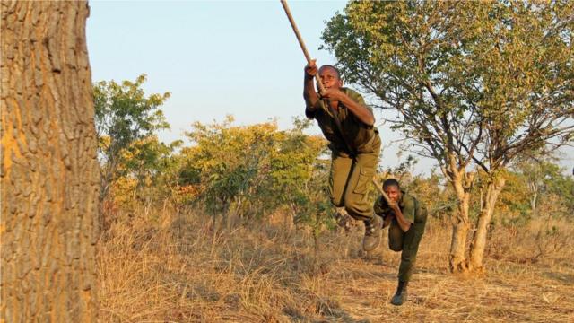 “她们意气昂扬”：齐冈布拉（前者）在昆都杜野生动物园内的障碍训练场攀绳。