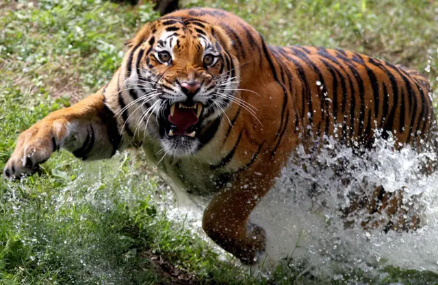A Bengal tiger, who gave birth to four cubs, is seen at Guadalajara Zoo, Jalisco state, Mexico, on 5 October 2021