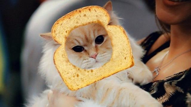 Кіт у хлібі