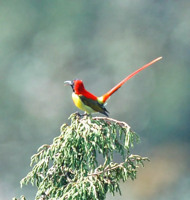 नेपाली चरा