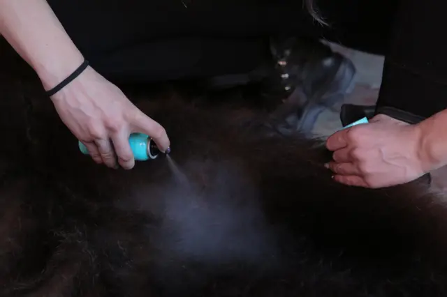 U selu Asau kod Komaneštija nalazi se kožuharska radionica kao i skladište sa više desetina kostima od medveđeg krzna. Većina kostima je staro po nekoliko decenija, te zahtevaju posebnu negu. Medveđe kože se danas teško nalaze, a ćurčija je malo pa cene ovakvih kostima mogu dostići i više hiljada evra.