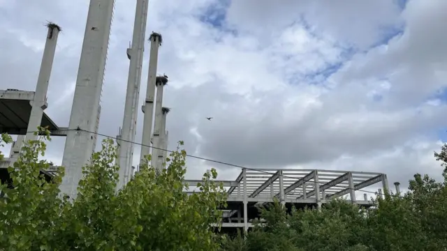 Kolonija roda u novosadskom naselju Klisa