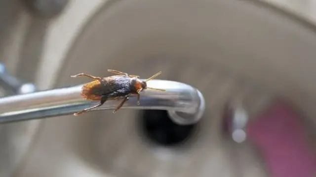 કૉક્રોચ