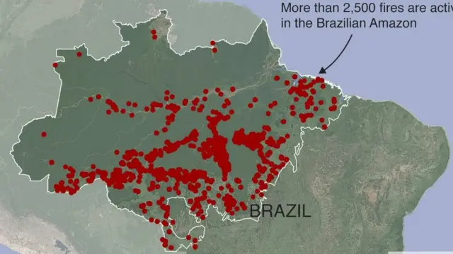 अॅमेझॉन, सदाहरित वने