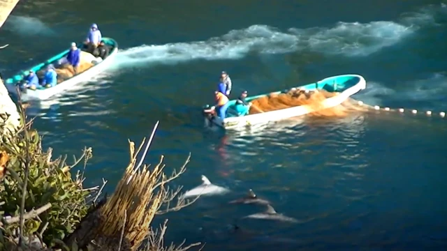 Barcos cercam golfinhos e jogam redes para capturá-los no Japão