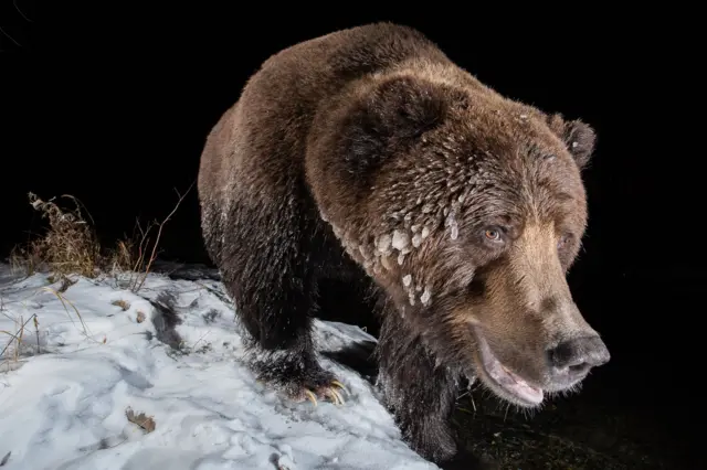 Um urso pardo na nevebet fYukon, Canadá