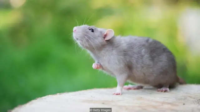 Tikus